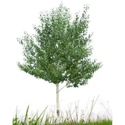 Árvore artificial de Cottonwood