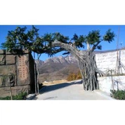 Árvore de Ficus antiga simulação para decoração da porta